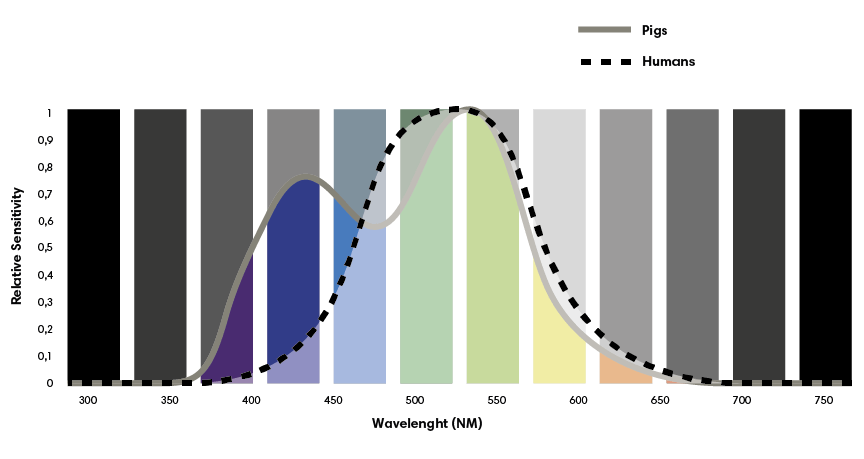Lighting as an influencer of pig welfare and production
